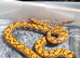 Brazilian rainbow boa