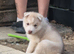 Male husky puppy for sale