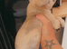 French bulldog x pug girl