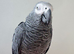 African Grey Female with cage - Very Talkative