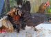 Pair of chicken for sale