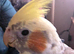 Hand Reared Tame Male & Female Cockatiel Pair For Sale,