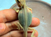BABY BEARDED DRAGONS FOR SALE &ndash; STUNNING COLOURS & PREMIUM BLOODLINES