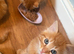 4 beautiful male ginger kittens