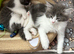 Main coon x ragdoll kittens