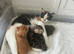 Two Adorable Kittens Available Now