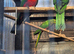 2026 Australian king parrots,