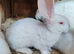 Rare new Zealand male rabbit