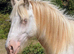 Cremello hermits bred colt