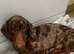 Miniature dascshund