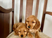 Golden cocker spaniels