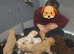 Standard poodle puppies kc registered