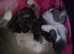 British shorthair Cross kittens