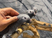 Friendly Baby HandReared Super Tame Cuddly African Grey Parrot,7