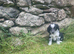 COCKER X COLLIE PUPPIES