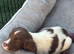 Cocker Spaniel workers looking for ever home
