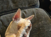 Stunning chihuahua for stud