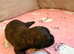Shihpoo puppies for sale