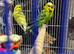 Two Beautiful Young Male Budgies