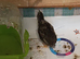 Pair of Tiny Button Quails 1 x BOY and matching FEMALE for £12 the pair both 6 weeks old