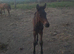** stunning bay filly **