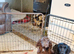 cockerpoo puppies for sale
