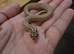 Arctic Superconda lavender 66% Toffeebelly 66% baby hognose