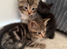 Kittens
