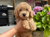 5 STAR - health tested puppies