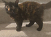 Maine Coon female ( 6 months old )