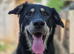 German shepherd cross