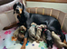 STUNNING KC Registered DOBERMANN PUPPIES from Champion Bloodlines