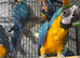Blue and gold macaws