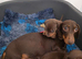 Mini dachshund pups ready now