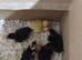 9 runner ducklings absolutely quality