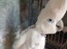 Cockatoo