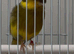 Canary gloster for sale