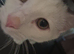 Milo and arlo must go as a pair