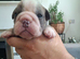English Bulldog Puppies