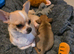 Teacup chihuahua
