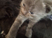 Gorgeous mixed breed kittens.