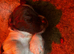Kc registered English springer spaniel pups