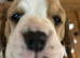 top world, champion,pedigree, lines, Beagle puppies