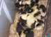 Muscovy duckling dayolds
