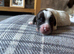 Miggers pups