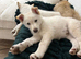 Shepsky Pups