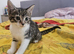 Lovely male kitten