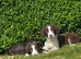 Sprollie pups