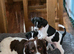 Pups for sale born 30/05/2026