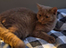Stunning Cinnamon British Shorthair Female
